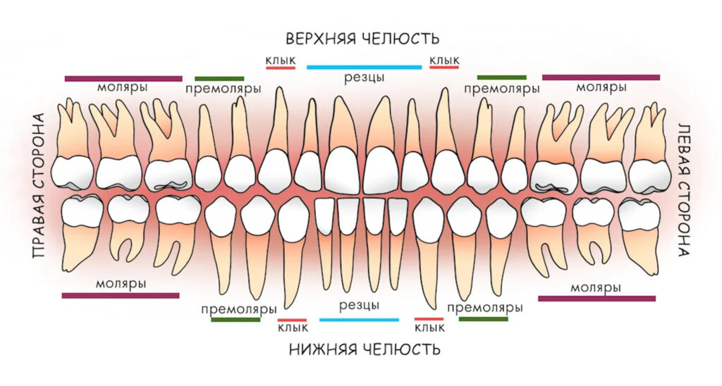 Нумерация зубов Картинка поста